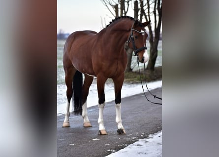 Oldenbourg, Hongre, 6 Ans, 168 cm, Bai