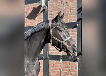 Oldenbourg, Hongre, 6 Ans, 169 cm, Noir