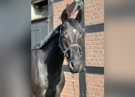 Oldenbourg, Hongre, 6 Ans, 169 cm, Noir