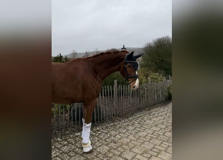 Oldenbourg, Hongre, 6 Ans, 170 cm, Alezan