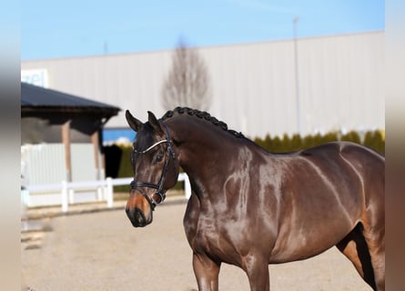 Oldenbourg, Hongre, 6 Ans, 170 cm, Bai brun foncé