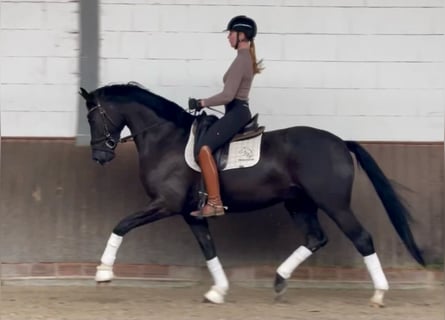 Oldenbourg, Hongre, 6 Ans, 170 cm, Noir