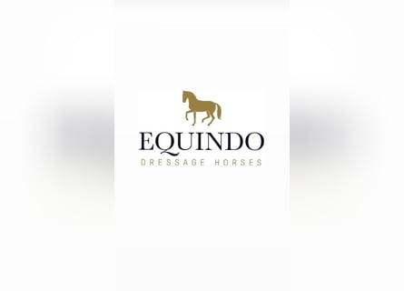 Oldenbourg, Hongre, 6 Ans, 170 cm, Noir