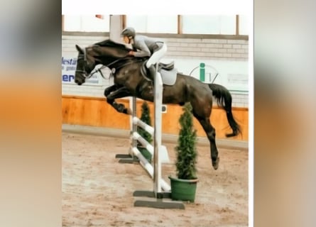 Oldenbourg, Hongre, 6 Ans, 170 cm, Noir