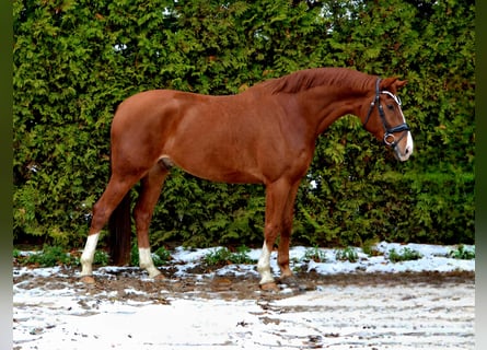 Oldenbourg, Hongre, 6 Ans, 172 cm, Alezan