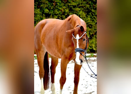 Oldenbourg, Hongre, 6 Ans, 172 cm, Alezan