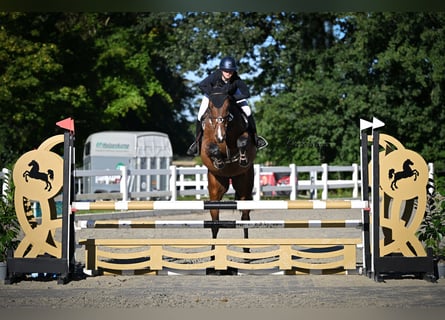 Oldenbourg, Hongre, 6 Ans, 172 cm, Bai