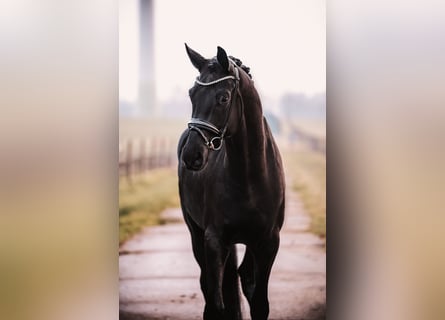 Oldenbourg, Hongre, 6 Ans, 172 cm, Noir