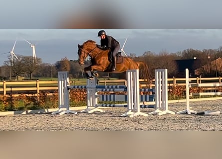 Oldenbourg, Hongre, 6 Ans, 173 cm, Alezan