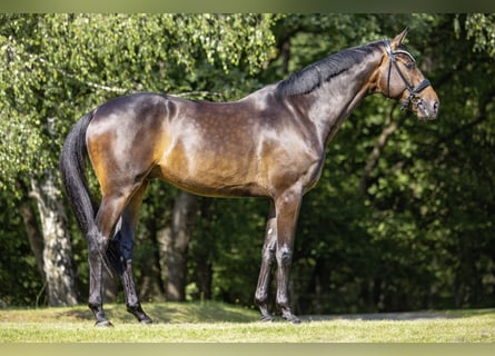 Oldenbourg, Hongre, 6 Ans, 173 cm, Bai brun foncé