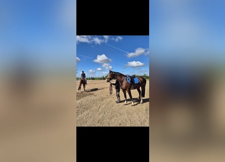 Oldenbourg, Hongre, 6 Ans, 173 cm, Bai