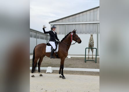 Oldenbourg, Hongre, 6 Ans, 174 cm, Bai