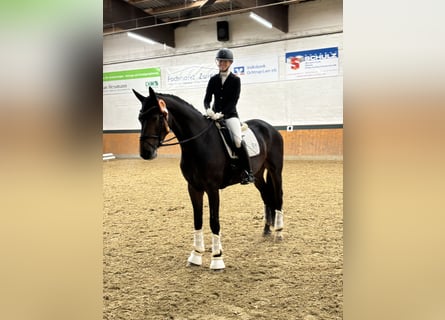 Oldenbourg, Hongre, 6 Ans, 175 cm, Bai