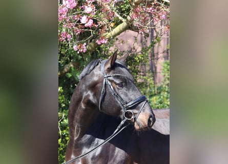 Oldenbourg, Hongre, 6 Ans, 177 cm, Bai brun foncé