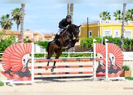 Oldenbourg, Hongre, 6 Ans, 183 cm, Bai brun