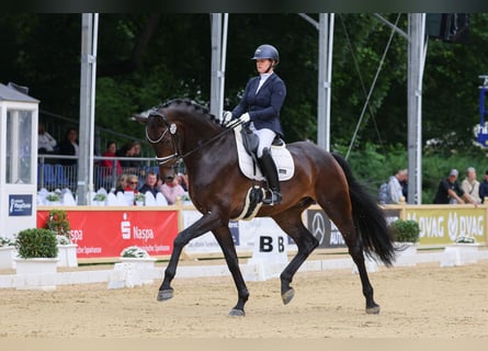 Oldenbourg, Hongre, 6 Ans, 185 cm, Bai brun