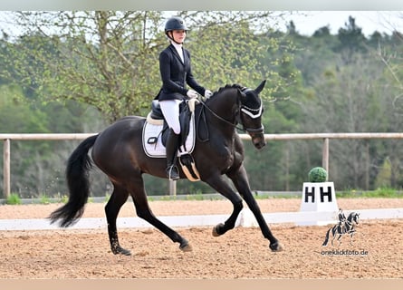 Oldenbourg, Hongre, 7 Ans, 163 cm, Bai brun foncé
