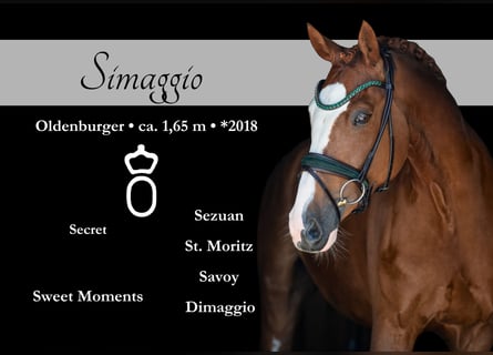 Oldenbourg, Hongre, 7 Ans, 165 cm, Alezan