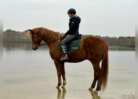 Oldenbourg, Hongre, 7 Ans, 165 cm, Alezan