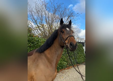 Oldenbourg, Hongre, 7 Ans, 167 cm, Bai