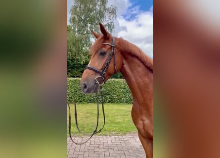 Oldenbourg, Hongre, 7 Ans, 170 cm, Alezan