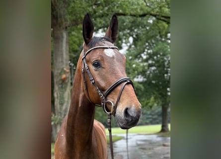 Oldenbourg, Hongre, 7 Ans, 173 cm, Bai