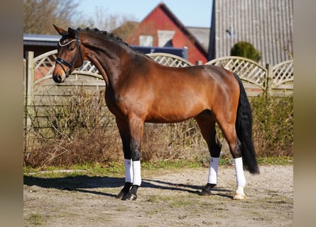 Oldenbourg, Hongre, 7 Ans, 174 cm, Bai
