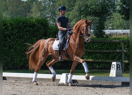 Oldenbourg, Hongre, 7 Ans, 177 cm, Alezan brûlé