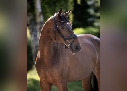 Oldenbourg, Hongre, 7 Ans, 178 cm, Bai brun