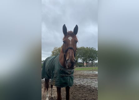 Oldenbourg, Hongre, 7 Ans, 184 cm, Alezan