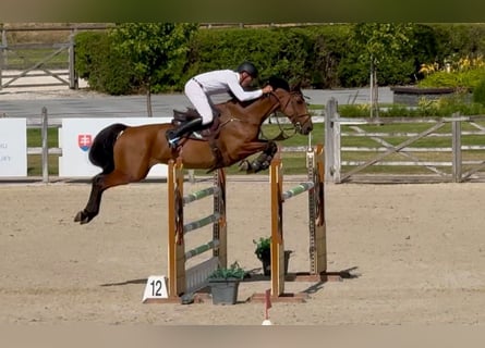 Oldenbourg, Hongre, 8 Ans, 167 cm, Bai
