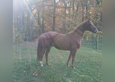 Oldenbourg, Hongre, 8 Ans, 168 cm, Alezan