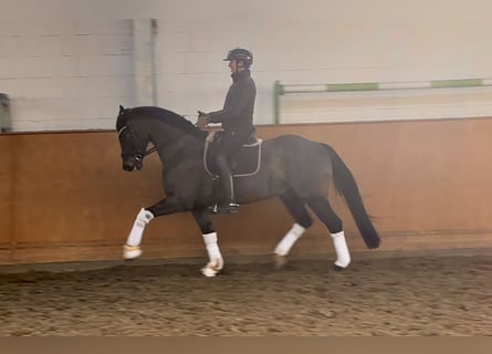 Oldenbourg, Hongre, 8 Ans, 168 cm, Bai brun foncé