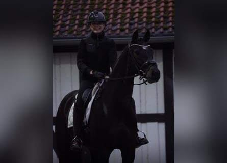 Oldenbourg, Hongre, 8 Ans, 172 cm, Noir