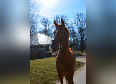 Oldenbourg, Hongre, 8 Ans, 174 cm, Alezan brûlé
