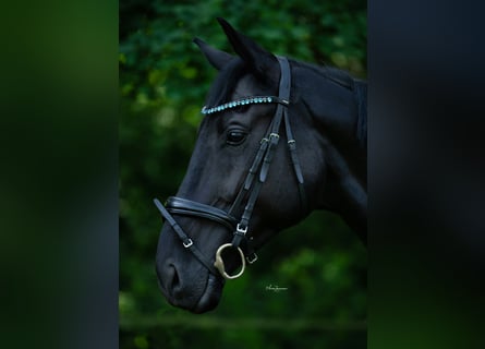 Oldenbourg, Hongre, 8 Ans, 174 cm, Noir