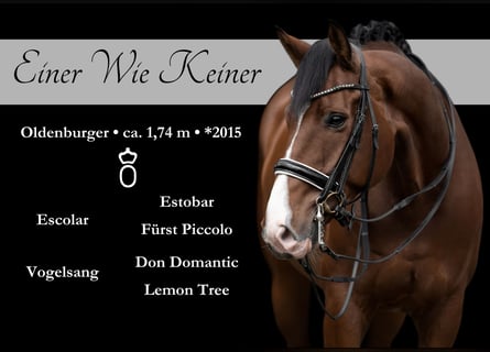 Oldenbourg, Hongre, 8 Ans, 175 cm, Bai