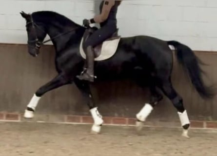 Oldenbourg, Hongre, 8 Ans, 175 cm, Noir