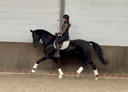 Oldenbourg, Hongre, 8 Ans, 176 cm, Noir
