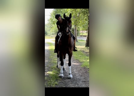 Oldenbourg, Hongre, 8 Ans, Bai