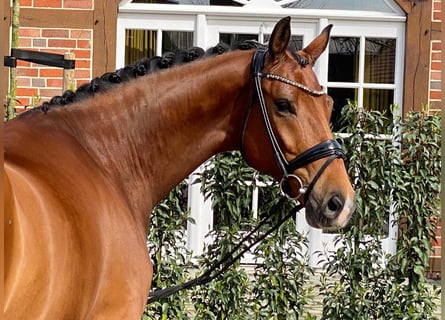 Oldenbourg, Hongre, 9 Ans, 167 cm, Bai