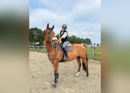 Oldenbourg, Hongre, 9 Ans, 167 cm, Bai clair
