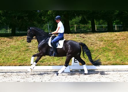 Oldenbourg, Hongre, 9 Ans, 169 cm, Noir