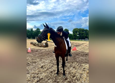 Oldenbourg, Hongre, 9 Ans, 170 cm, Bai brun foncé