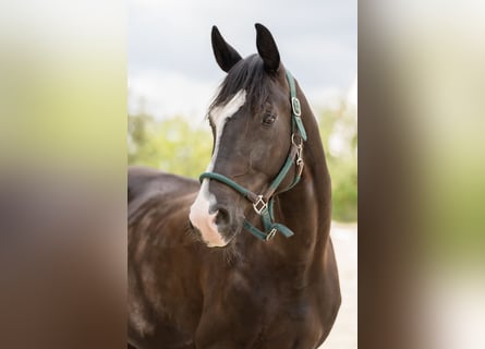 Oldenbourg, Hongre, 9 Ans, 170 cm, Noir