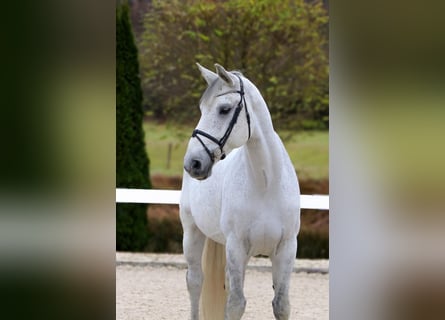 Oldenbourg, Hongre, 9 Ans, 172 cm, Gris