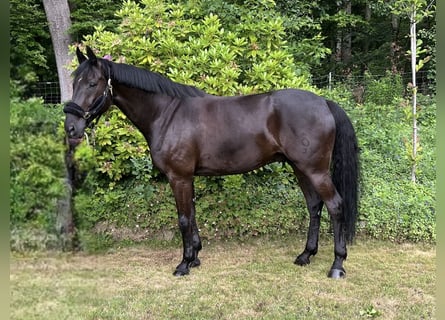 Oldenbourg, Hongre, 9 Ans, 172 cm, Noir