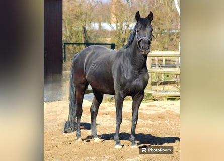 Oldenbourg, Jument, 10 Ans, 162 cm, Noir