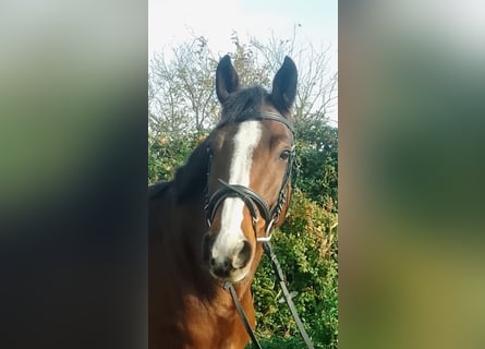 Oldenbourg, Jument, 10 Ans, 165 cm, Bai