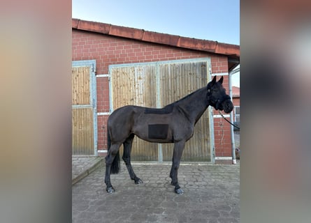 Oldenbourg, Jument, 10 Ans, 167 cm, Noir